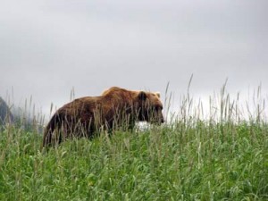 Katmai National Park Bear viewing trip