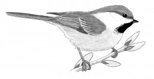 Gray-headed chickadee