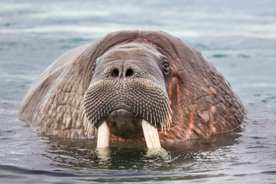 Walrus Patrick Enders Photo
