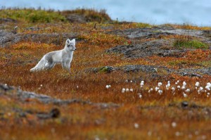 Arctic Fox in Alaska